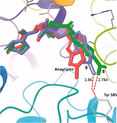 Figure 6. Co-crystal structure of anagliptin (red) determined by X-ray crystallography, and virtual compounds 8. (green) and 9. (blue) by the docking simulation.