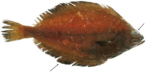 Figure 1. Acanthopsetta nadeshnyi. Fish fin was collected from this sample and used to determine the complete mitogenome of A. nadeshnyi. The photo was provided by Prof. Jinkoo Kim. The black arrows indicate characteristics features fins with black tips and scaly eyes.