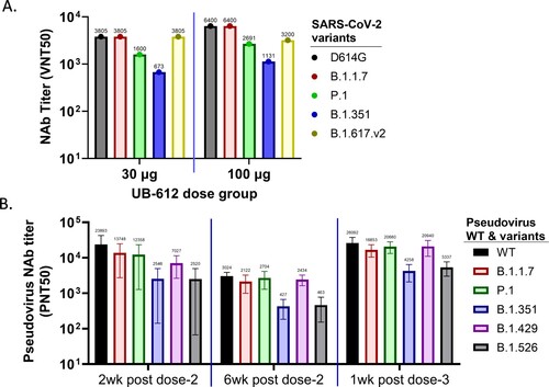 Figure 4. Serum NAb responses against SARS-CoV-2 VOCs and VOIs in UB-612 immunized rhesus macaques. (A) CPE NAb titers in group-pooled macaque sera against live viruses: D614G, Alpha (B.1.1.7), Beta (B.1.351), Gamma (P.1) and Delta (B.1.617.v2) in 30 and 100 μg dose groups at 1 week after the 3rd immunization. The numbers on top of each bar represent the NAb titer in group-pooled sera. (B) NAb titers against SARS-CoV-2 pseudoviruses expressing S protein from original Wuhan strain (WT), 3 VOCs: Alpha (B.1.1.7), Beta (B.1.351) and Gamma (P.1), and 2 VOIs: Epsilon (B.1.429) and Iota (B.1.526). Sera were collected at 2 or 6 weeks after the 2nd immunization, and 1 week after the 3rd immunization. Each bar represents GMT ± SD NAb titer, with GMT value above.