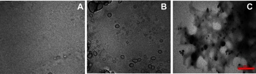 Figure 6 Transmission electron microscopy (TEM) images of α-synuclein incubated in the absence and presence of ZVFe NPs. (A) α-synuclein monomer, (B) α-synuclein amyloid, (C) α-synuclein amyloid/ZVFe NPs.