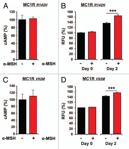 Figure 2 cAMP production and proliferation of melanocytes with MC1R polymorphisms following α-MSH stimulation. Intracellular cAMP concentration was measured in melanocytes with MC1R polymorphisms (A, n = 5 and C, n = 5) untreated (black bars) or treated with 1 µM α-MSH for 20 min (red). Proliferation of melanocytes with MC1R polymorphisms (B, n = 12 and D, n = 12) untreated (black) or treated with 1 µM α-MSH (red). Measurements were carried out three hours (day 0) and 48 hours (day 2) following stimulation with 1 µM α-MSH. Error bars represent SEM. The MC1R polymorphisms are described in Table 1.
