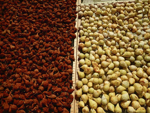 FIGURE 5 Pears after the first drying stage (left) and at the beginning of drying (right) in the traditional drying method. (Figure is provided in color online.)