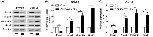 Figure 2. CCL20 and CXCL8 synergize to facilitate the EMT process. SW480 and Caco-2 cells were treated by 100 ng/mL CCL20 and CXCL8 for 48 h. Non-treated cells served as control. (A) Expression of EMT inducers detected by western blot analysis. (B and C) Semi-quantitative results based on the data from western blot analysis. *p < .05 compared to control group.