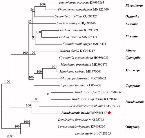 Figure 1. Maximum likelihood phylogeny obtained on concatenated nucleotide sequences of 13 PCGs, with C. brachyrhynchos, D. formosae, and L. tigrinus being outgroups. Support values are denoted next to nodes after 100 bootstrap replicates and values below 50 are collapsed.