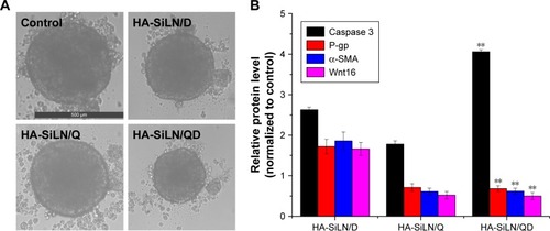 Figure 6 (A) Representative of saline, HA-SiLN/D-, HA-SiLN/D-, and HA-SiLN/QD-treated SGC7901/ADR MCTS at 4 days postincubation, (B) variation of protein expression in different formulation-treated MCTS as compared to control.Notes: Data are shown as mean ± SD (n=3). **P<0.01 vs HA-SiLN/D.Abbreviations: MCTS, multicellular tumor spheroids; P-gp, P-glycoprotein.