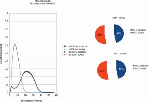 Figure 1. Models and ratios of tumor survival and apoptosis of the human PLC and HuH7 tumors in female nude mice. In order to estimate the differences between tumor survival and apoptosis, the polynomial area of the diagrams was calculated. Without viral therapy the tumors are in indefinite proliferation.