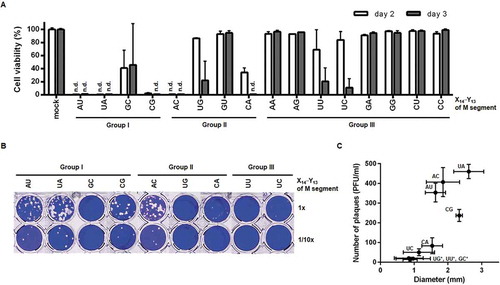 Figure 5. Rescue of recombinant viruses by eight-plasmid-based reverse genetics. (A) CPE assay to compare virus rescue efficiency with variable pVP-M series. HEK293T cells were transfected with the eight pVP plasmids for reverse genetics by substituting pVP-M(UA) with one of other 15 mutant plasmids listed at the bottom of the graph. On day 2 after transfection, 2-fold diluted culture supernatants of P0 were loaded onto MDCK cells. On days 2 and 3 post-infection, cell viability (%) was calculated by treatment with MTT, in which the mock-transfected cells were used as a control (100%). n.d., not detected. Error bars represent SEM of four independent experiments. mock, inoculated with culture supernatants after empty-vector transfection. (B) Plaque titration. The culture supernatants of P0 which led to CPE in (A) were infected into MDCK cells in 48-well plates (upper, undiluted; lower, 10-fold diluted). On day 3 post-infection, plaques were visualized by crystal violet staining. (C) Plaque numbers (y-axis) and sizes (x-axis) from four independent experiments of (B) are represented as means ± SEM. Mutations at X14′·Y13 of the M segment are described on the xy-coordinate plane. *, Plaque numbers and sizes were determined using a microscope when they were too small to measure with the naked eye
