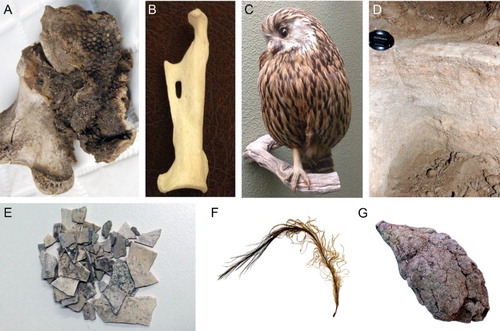 Figure 1. Examples of substrates from which ancient DNA sequences of New Zealand fauna have been recovered. A, Naturally desiccated tissues (e.g. moa; Cooper et al. Citation1992); B, bones (e.g. yellow-eyed penguin; Boessenkool et al. Citation2009); C, museum skins (e.g. laughing owl; Wood et al. Citation2017); D, sediments (e.g. cave sediment; Haile et al. Citation2007); E, eggshell (e.g. moa; Oskam et al. Citation2011); F, feathers (e.g. moa; Rawlence et al. Citation2009); G, coprolites (e.g. moa; Wood et al. Citation2008).