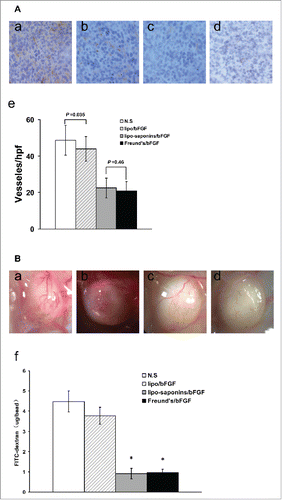 Figure 5. Inhibition of tumor angiogenesis. (A) immunohistochemistry. (B) alginate-encapsulated tumor cell assay. (a) normal saline, (b) lipo/bFGF, (c) lipo-saponins/bFGF, (d) Freund's/bFGF, (e) microvessel density of tumors, (f) FITC-dextran uptake of alginate beads.