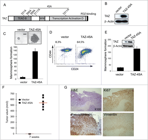 Figure 2. TAZ induces the breast cancer stem cell (CSC) properties and breast tumor formation. (A) Schematic of human TAZ protein showing the TEAD-interaction domain (TEAD-B), WW domain (WW), transcription activation domain (TAD) and PDZ-binding motif. Four serine–to-alanine point mutations (S66A, S89A, S117A and S311A) are introduced into wild-type TAZ construct (TAZ-4SA); additional serine-to-alanine mutation (S51A) is introduced into TAZ-4SA construct (TAZ-4SA-S51A), which leads to the loss of interaction of TAZ with TEAD. (B) Ectopic expression of constitutively active TAZ-4SA in human non-transformed breast epithelial MCF10A cells as revealed by immunoblot. β-Actin was used as the loading control. (C) Images and quantifications of mammosphere formation of vector or TAZ-4SA transduced MCF10A cells. Bars denote standard errors (n = 6). Representative images are shown. (Scale bar, 100μm). (D) Flow cytometry analysis of CD44high/CD24low population in vector or TAZ-4SA transduced MCF10A cells. Percentage of CD44high/CD24low subpopulation is indicated. (E) Quantification of mammosphere formation in vector or TAZ-4SA transduced HMEC cells. Bars denote standard errors (n = 6). Insert: Ectopic expression of constitutively activate TAZ-4SA in human breast epithelial HMEC cells was revealed by immunoblot. β-Actin was used as the loading control. (F) TAZ-4SA-transduced MCF10A cells induce mammary tumor formation when injected into the mammary fat pad of NOD/SCID mice (n = 6). (G) Histological analysis of tumors from the TAZ-4SA injected mice. Shown are H&E and IHC staining of Ki67, pan-cytokeratin AE1/3 and human-specific vimentin.