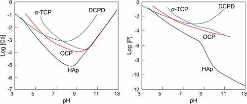 Figure 1. Solubility diagrams of representative calcium phosphate compounds at 37°C. Solubility isotherms showing (a) log[Ca] and (b) log[P] as a function of the solution pH. Reprinted from reference [Citation6] with permission.