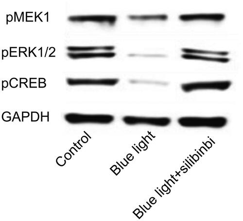 Figure 6. Effect of silibinin on the expression of MEK/ERK/CREB pathway. The protein levels were examined by Western blotting.