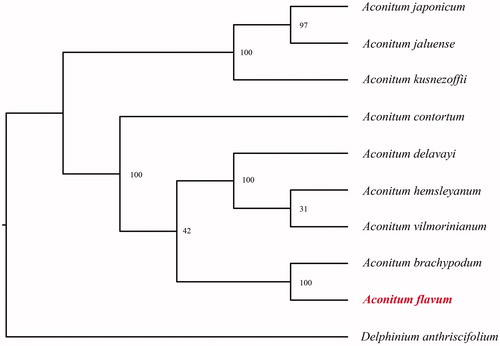 Figure 1. Phylogenetic relationships of Aconitum species using whole chloroplast genome. GenBank accession numbers: Aconitum brachypodum (NC_041579), Aconitum contortum (NC_038098), Aconitum delavayi (NC_038097), Aconitum episcopale (NC_038096), Aconitum hemsleyanum (NC_038095), Aconitum jaluense (KT820669), Aconitum japonicum (KT820670), Aconitum kusnezoffii (MK569468), Aconitum vilmorinianum (NC_038094), Delphinium anthriscifolium (MK253461).