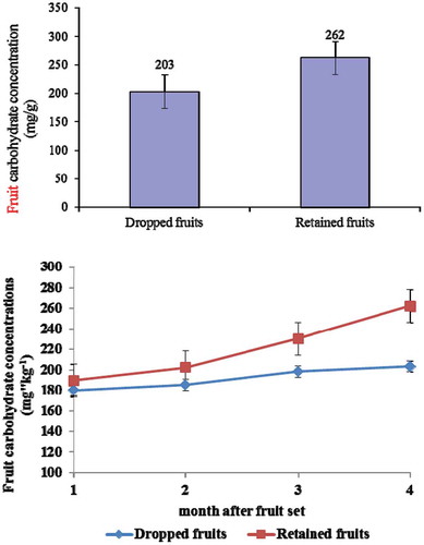 Figure 5. Fruit carbohydrate concentration in the retained fruit and the dropped fruit of pummelo cultivar Thong Dee at 1–4 months after fruit set (P < 0.05). The vertical bars presented the standard error of mean.