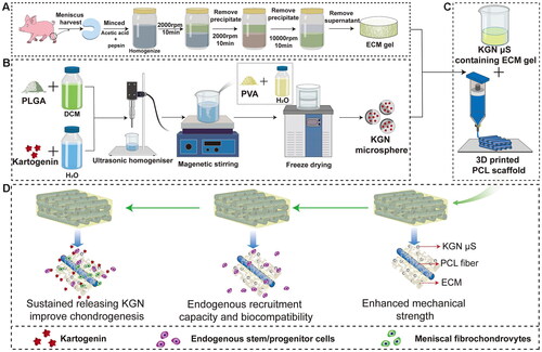 Figure 6. Schematic representation of the preparation process of the scaffolds. Flow chart of the preparation of the (A) MECM gel, (B) KGN-containing PLGA microspheres and (C) PCL/MECM-KGN mS scaffold; (D) Possible mechanism of meniscus regeneration. Enhanced mechanical strength, endogenous stem cells and sustained releasing KGN contributed to meniscus regeneration in these experiments. Abbreviations: MECM, meniscus extracellular matrix; KGN, kartogenin; PLGA, poly(lactic-co-glycolic) acid; mS, microspheres. Reproduced with permission from (Liu et al., Citation2020) © frontiers.