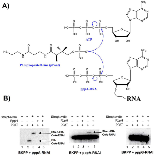 Figure 1. CoA-RNA synthesis by PPAT. (A) analogous reactions of pPant + ATP and pPant + ATP-RNA produce dpCoa (top) and CoA-RNA (below). (B) in vitro capping assays identify the necessary conditions for PPAT-catalyzed BK-CoA-RNA synthesis from reaction of 14C-labelled BKPP (a pPant analog, scheme S1) with unlabelled pppA-RNAI (left panel), 32P-labelled pppA-RNAI (middle panel), and 32P-labelled pppG-RNAI (right panel). In the left panel, only BK-capped RNAI but unreacted RNAI is visible. Streptavidin-BK-CoA-RNAI complex migrates more slowly than BK-CoA-RNAI. In the middle and right panels, both RNAI and BK-capped RNAI are visible, but BK-capped RNAI is not resolved from RNAI in the absence of streptavidin (middle panel, lane 2). Formation of streptavidin-BK-capped RNAI complex allows for BK-capped RNAI separation and detection (middle panel, lane 4). RppH treatment of pppRNA removes its 5’ pyrophosphate to yield pRNA, which does not react with PPAT.