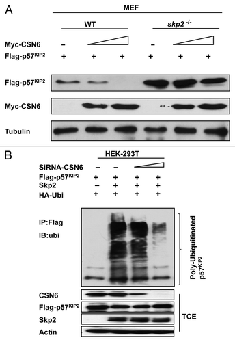 Figure 4. CSN6-mediated p57 downregulation is Skp2-dependent. (A) Skp2 deficiency diminished CSN6’s capability to reduce steady-state expression of p57. Indicated WT and Skp2−/− MEF cells after transfection with indicated plasmids were immunoblotted with indicated antibodies. (B) Skp2-mediated p57 ubiquitination requires the presence of CSN6. 293T cells were transfected with the indicated plasmids. The proteasome inhibitor MG132 was added 6 h prior to cell harvesting. The amount of ubiquitinated p57 was analyzed by immunoprecipitation (IP) with anti-Flag followed by immunoblotting (IB) with anti-Ubi. TCE, total cell extracts.