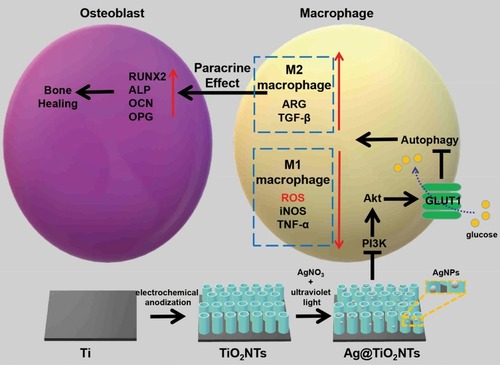 Scheme 1 The behavior of the macrophage cell and osteoblast cell modulated by Ag@TiO2-NTs.