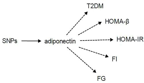 Figure 2 The unidirectional flow chart showing the relationship between adiponectin and outcomes.Notes: To explore whether adiponectin regulated by the SNPs is the cause of T2DM and glucose homeostasis. The solid arrow represents the causal effect, and the dotted arrow may have a causal relationship.Abbreviations: SNPs, single-nucleotide polymorphisms; T2DM, type 2 diabetes mellitus; HOMA-B, β-cell function index; HOMA-IR, insulin resistance; FI, fasting insulin; FG, fasting glucose.