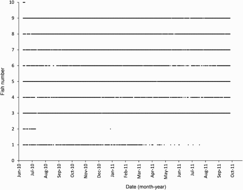 Figure 2. Time series of all daily detections within the receiver array for each of the 10 harlequin fish from June 2010 to October 2011. The control transmitter was detected every day and is not plotted.