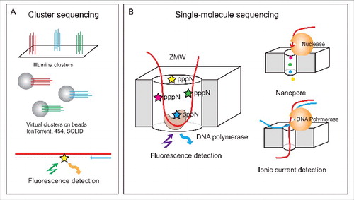 Figure 1. Second- and third-generation sequencing technologies (NGS and NNGS). Second generation sequencing uses cluster amplification of DNA strands prior to fluorescent or potentiometric sequencing (A). Multiple molecules generate detectable signal. Third-generation sequencing technologies use single molecule sequencing with specially designed fluorescent detection systems (Zero-mode Waveguides, ZMW), or nanopore sequencing using exonuclease or DNA polymerase activities (B).
