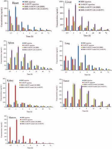 Figure 5. Tissue distribution profiles of BBR after intravenous BBR injection and BBR-loaded LM at the dose of 15 mg/kg.