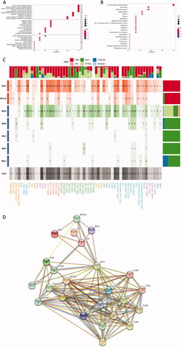 Figure 7. Functional enrichment analysis of TLR family. (A) GO-term function enrichment analysis. (B) KEGG pathway enrichment analysis. (C) C-MYC pathway alterations: a shade of dark red refers to alterations of amplification, and pink represents deletion. The dark and light green implies the mutation and methylation respectively. And the fusion and multiple genes are shown as a dark and light blue bar. (D) Protein and protein interaction network between TLR family and molecules associated: each line represents a connection between two proteins.