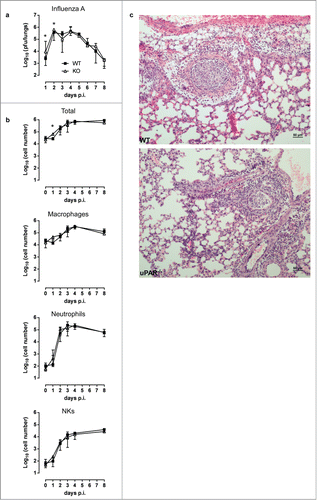 Figure 2. Viral titers and lung infiltrate in influenza virus infections. (A) WT and uPAR−/− mice were inoculated intranasally with 103 p.f.u. per mouse. Lungs were harvested at the indicated dpi and homogenized, after which viral titers were determined. (B) The total number of cells, and the number of macrophages, neutrophils, and NK cells in BAL was determined at the indicated dpi. Day 0 corresponds to uninfected mice. Shown are the medians (interquartile range) of data points from 5 to 10 mice. Comparisons between groups were done using the Mann-Whitney test, ∗ p < 0.05 WT vs uPAR−/−. (C) Lungs were harvested at 5 dpi and stained with H&E. Representative WT and uPAR−/− mice airways are shown.