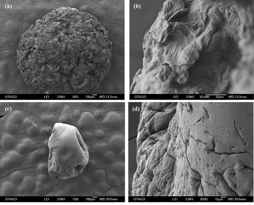 Figure 3. SEM of beads after biosorption. One bead was incubated in a 0.1 mg L−1 cocktail solution of all seven ions for 10 h at pH 7.0, 25ºC and 250 rpm shaking. (a) apple peel bead micrograph at 50X (b) apple peel bead micrograph at 2000X (c) control bead micrograph at 50X (d) control bead micrograph at 500 X (e,f) EDS spectrogram of As, Cr, Hg and Pb attached to apple peel bead (g,h) EDS spectrogram of As, Cr, Cu, Pb and Ni attached to control beads.