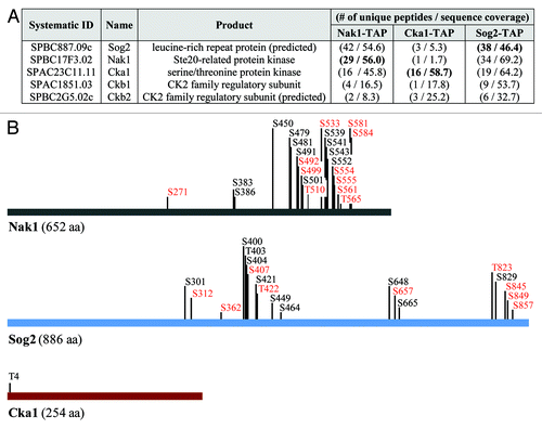 Figure 1. Identification and characterization of proteins co-purifying with Nak1-TAP, Sog2-TAP and Cka1-TAP. (A) List of proteins identified by mass spectrometry co-purifying with S. pombe Nak1-TAP, Sog2-TAP and Cka1-TAP. Proteins were purified from cycling S. pombe cells expressing Nak1-TAP (JG15615), Sog2-TAP (JG16552) or Cka1-TAP (JG15429). Only proteins identified with at least two peptides are included. For a full list of identified proteins see the Table S1. Proteins found in other unrelated purifications (common contaminants) are omitted from this table. Number of unique peptides and sequence coverage are indicated. (B) Summary of phosphorylation sites identified by mass spectrometry. Protein purifications were performed as described in (A). Phosphorylation sites identified on Nak1, Cka1 and Sog2 in this study are indicated. New phosphorylation sites identified are indicated in bold. Sites with the R-X-X-S consensus motif are indicated in red. Asterisks indicate sites with the CK2 consensus motif S/T-X-X-D/E.