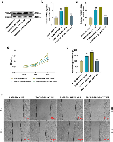 Figure 6. YWHAZ attenuated the effects of miR-212-5p mimic on the viability and migration of PDGF-BB-induced VSMCs, while siYWHAZ reversed the effects of overexpressed DLEU2. (a-c) The expression of YWHAZ in PDGF-BB+mimic (m) +NC, PDGF-BB+M+ YWHAZ, PDGF-BB+DLEU2+ siNC and PDGF-BB+DLEU2+ siYWHAZ groups was detected by RT-qPCR and Western blot. β-actin was used as a control. (d) YWHAZ overexpression partially reversed the inhibitory effect of miR-212-5p on cell viability, and siYWHAZ offset the promoting effect of DLUE2 on cell viability, which was confirmed by CCK-8 assay. (e-f) Wound healing assay was performed to measure the migration ability of cells in each group. *P < 0.05, **P < 0.01, ***P < 0.001 vs. PDGF-BB+M+ NC; ^^P < 0.01, ^^^P < 0.001 vs. PDGF-BB+DLEU2+ siNC. All experiments were repeated at least three times. Data were expressed as mean ± standard deviation. Data among multiple groups were analyzed by one-way ANOVA, followed by Tukey’s post hoc test.