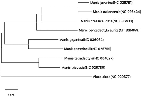 Figure 1. Neighbor-joining phylogenetic tree of Manis pentadactyla and other 7 species of Manis constructed by MEGA version X. Note: COI (Boykin et al. Citation2007) of other 7 species of Manis are downloaded from NCBI and the GenBank accession numbers are given in the bracket after the species name.