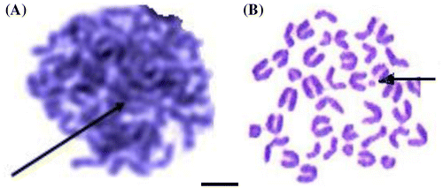 Figure 1. Different types of chromosomes aberrations in mice bone marrow cells: (A) sticky chromosomes; (B) broken chromosomes. Scale bar = 5 μm.