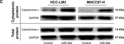Figure 2 miR-26a upregulation induced the apoptosis of HCC cells through a mitochondrial pathway.