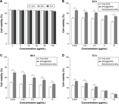 Figure 4 Biocompatibility and cytotoxicity of nanoparticles in vitro.Notes: Viability of HUVEC cells after incubation with blank SPIO@DSPE-PEG NPs at varying concentrations (equivalent to Fe concentrations) for 24, 48, and 72 hours (A). In vitro antitumor efficiency of SPIO@DSPE-PEG/DOX/ICG NPs or free DOX (control) against U251 cells at different concentrations for 24 hours (B), 48 hours (C), and 72 hours (D). Data are mean ± SD, n=3, *P<0.05 vs free DOX group.Abbreviations: DOX, doxorubicin; DSPE-PEG, 1,2-distearoyl-sn-glycero-3-phosphoethanolamine-N-[methoxy(polyethylene glycol)]; HUVEC, human umbilical vein endothelial cells; ICG, indocyanine green; SPIO NPs, superparamagnetic iron oxide nanoparticles.