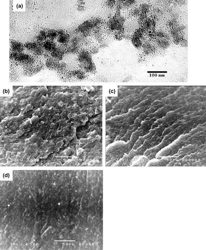 Figure 1. (a) PE coated Fe3O4 nano powders measured by TEM and scanning electron microscopy images of PE wax pellets + 30% Fe3O4; (b) unirradiated; (c) irradiated at 50 kGy; (d) PE-g-PAAc)/Fe3O4.