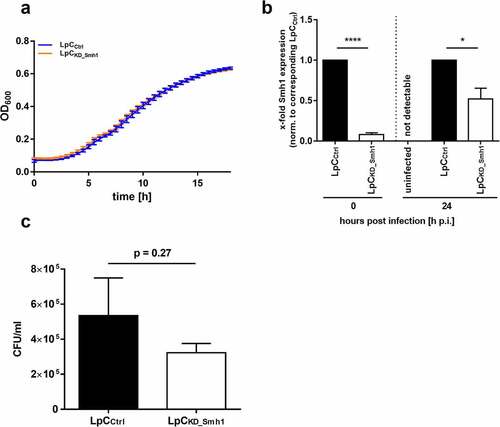 Figure 5. Knockdown of Smh1 in LpC only affects intracellular growth. (a) Growth of LpC with a CRISPRi – mediated Smh1 knockdown (LpCkd_smh1) was measured at a wavelength of 600 nm and a temperature of 37°C for 18 h. For comparison, LpC with a control vector (LpCCtrl) were used. Data are shown as mean ± SEM of at least three independent biological replicates. (b + c) THP-1 cells were stimulated with PMA (80 nM) for 72 h. Afterwards, cells were infected with LpCkd_smh1 and LpCCtrl at MOI 1 for 24 h. (B) Smh1 knockdown was verified before from bacterial input material and 24 h post infection (h p.I.). One-way ANOVA was performed and data are shown as mean + SEM of at least three independent biological replicates. *p ≤ 0.05; ***p ≤ 0.001. (C) Bacterial replication was analysed by colony forming unit (CFU) assay 24 hours post infection (h p.I.). Paired t-test was performed and data are shown as mean + SEM of at least three independent biological replicates.