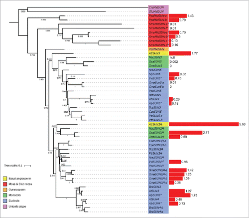 Figure 3. Phylogenetic tree of mid-SUN proteins.