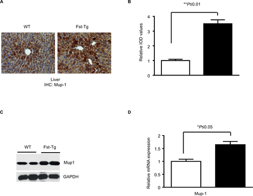 Figure S2 Analysis of Mup1 expression in liver tissues from WT and Fst-Tg mice. Immunohistochemical analysis (A) and quantitative image analysis (B) of tissues sections. Integrated optical density (immunopositive area × intensity). Quantitation was performed using 20 images from 4 different areas as described previously.1–3 Analysis of Mup1 protein (C) and gene expression (D) by Western blot and quantitative real-time polymerase chain reaction analysis using standard procedures. Data are expressed as mean ± SD. *P≤0.05; **P≤0.01.