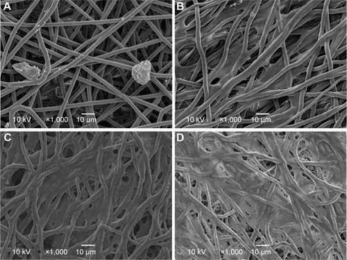 Figure 8 SEM images of scaffolds containing cells.Notes: Images show scaffolds (A) immediately after their production, (B) after 1 day of cultivation, (C) after 7 days of cultivation, and (D) after 15 days of cultivation.Abbreviation: SEM, scanning electron microscopy.