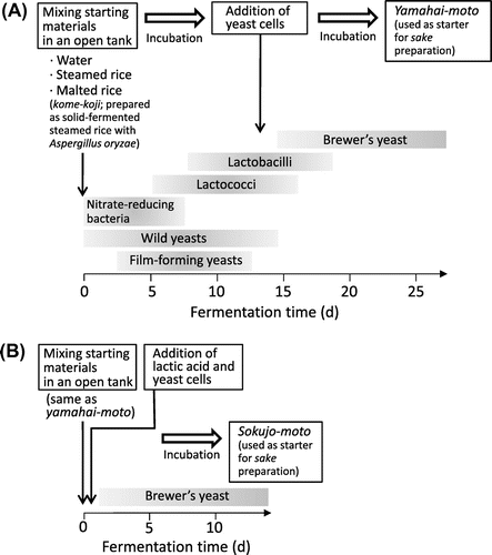 Fig. 1. Production scheme and generally regarded microbial succession for (A) yamahai-moto and (B) sokujo-moto.