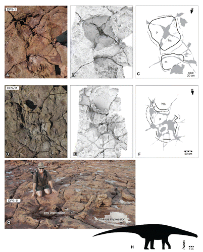 FIGURE 27. Broome sauropod morphotype A, from the Yanijarri–Lurujarri section of the Dampier Peninsula, Western Australia. Coupled pedal and manual impressions, UQL-DP9-1, preserved in situ as A, photograph; B, ambient occlusion image; and C, schematic interpretation. Coupled manual and pedal impressions, UQL-DP9-11, preserved in situ as D, photograph; E, 3D image with ambient occlusion; and F, schematic interpretation; G, oblique photograph with Nigel Clarke for scale. H, silhouette of hypothetical trackmaker of Broome sauropod morphotype A, based on UQL-DP9-1, compared with a human silhouette. Abbreviations: h, heel region; hc, heel-demarcating crease; m, manual impression; p, pedal impression; r, expulsion rim. See Figure 19 for legend.