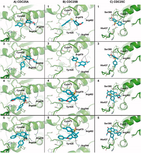 Figure 3. Predicted binding mode of active molecules 1, 3, 4 and 5 towards the crystallographic structure of CDC25A (Panel A), CDC25B (Panel B), and the homology model of CDC25C catalytic domain (Panel C). Small molecules are shown as sticks. The protein is shown as cartoon. Side chains of residues within 5 Å from small molecules are showed as lines. H-bond interactions are highlighted by dashed lines, and residues contacted by H-bonds are labeled. For the sake of representation, H atoms were omitted. The catalytic cysteine residue is shown as sticks and is labeled.