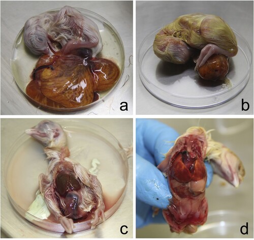 Figure 3. Chicken embryos with late mortality showed brown-orange discolouration of the yolk sac (a, b). The same chicken embryos showing hepatomegaly with congestion (c, d) and multifocal white-spotted foci of necrosis (c) and multifocal coalescent ecchymotic haemorrhages (d).