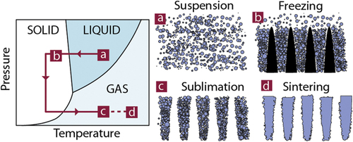 Figure 1. Principles of ice-templating. The colloidal suspension is frozen, the solvent crystals are then sublimated, and the resulting green body sintered.