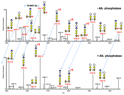 Figure 5. Deconvoluted LC-MS/MS of the linker tryptic peptide [210–238] and associated glycosylated species without and with alkaline phosphatase treatment (top and bottom spectra, respectively). Glycans with potential sulfation are designated with +S. Note that many masses shift, indicating the loss of phosphate from the xylose group upon alkaline phosphatase treatment. Certain pentasaccharide structures contain sulfation that is retained.