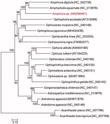 Figure 1. Phylogenetic tree of maximum-likelihood (ML) method based on the concatenated amino acid (AA) sequences of 13 PCGs of Amphiura sp. (MN296491) and 18 other ophiuroids.