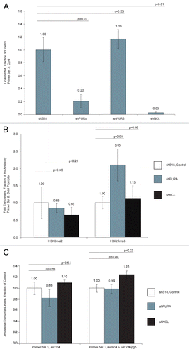 Figure 5 (A) Transfection of MCF-7 cells with shRNAs targeted to PURA and NCL resulted in a decrease in Oct4 sense transcript levels. Results have been normalized to internal β-actin levels. (B) Treatment of MCF-7 cells with a shRNA targeted to PURA resulted in an enrichment of the silent state epigenetic mark H3K27me3 at the Oct4 promoter. (C) Transfection of MCF-7 cells with shRNAs targeted to indicated genes resulted in no change in asOct4 or asOct4-pg5 levels. (A–C) Averages are shown from cultures treated in triplicate, error bars represent standard errors of means and p values from two-sided t-tests are indicated. Samples were analyzed 72 h post-transfection.