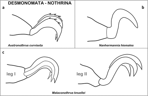 Figure 14. Examples of ambulacral claws of Desmonomata (Cohort Nothrina). (a) Homotridactylous tarsus of A. curviseta (Crotonoidea) (modified after Colloff and Cameron Citation2009). (b) Empodial claw of N. hiemales (Nanhermannioidea) (after Fujikawa Citation2003b). (c) Claws of M. knuellei (Crotonoidea) showing size variation between anterior and posterior legs (after Colloff and Cameron Citation2013).