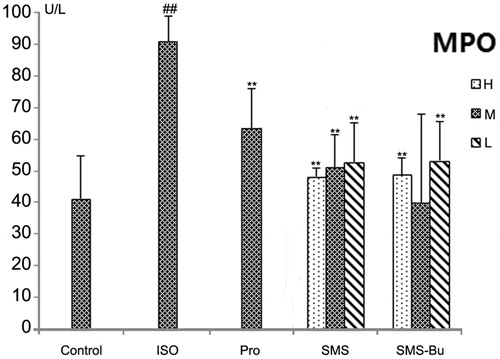 Figure 5. Effects of SMS and SMS-Bu on the MPO activities in ISO-induced myocardial injury mice. Data were expressed as mean ± SD, n = 8 in each group. **p < 0.01 versus ISO group ##p < 0.01 versus control group. Abbreviations: SMS, Sheng-Mai-San group; SMS-Bu, n-butanol extraction of SMS group; MPO, myeloperoxidase; ISO, isoproterenol group; PRO, propranolol group; L, low dose; M, medium dose; H, high dose.